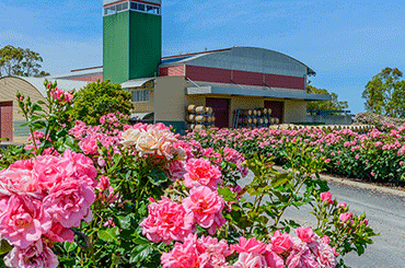 Balnaves Cellar Door